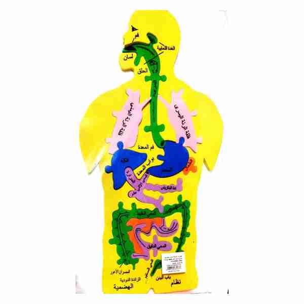 Organes du corps humain Eva